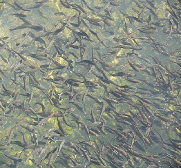  about rudra trout fish farm  tirthan valleys3