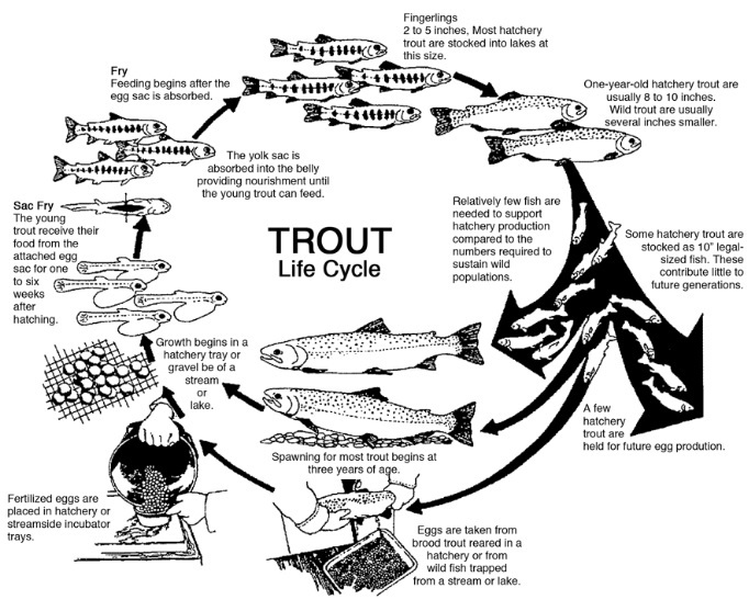 about rudra trout fish farm  tirthan valleyss