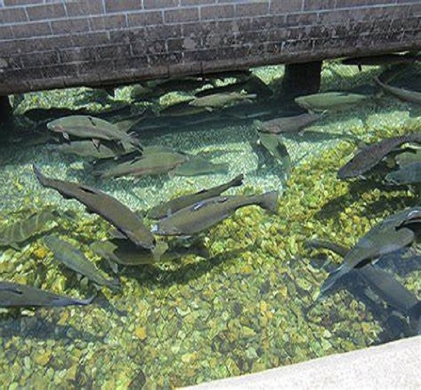 about rudra trout fish farm  tirthan valleys3