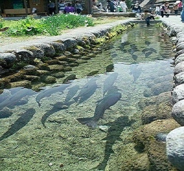  about rudra trout fish farm  tirthan valleys3
